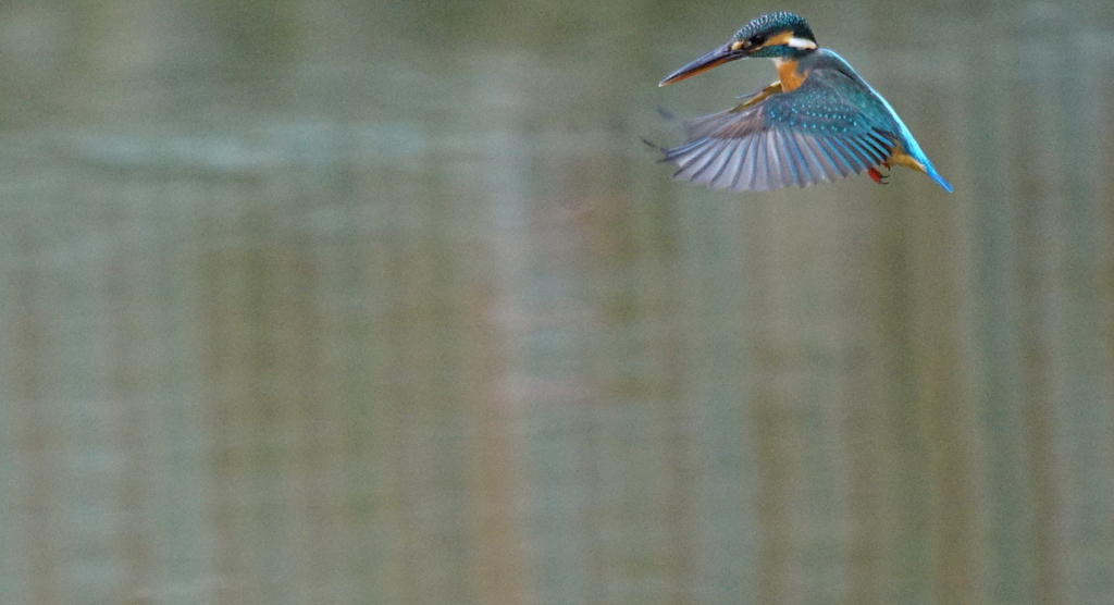 ホバリングなう