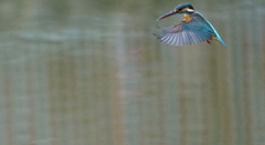 ホバリングなう