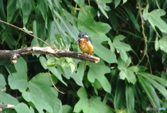 カワセミくん（大阪／茶臼山）