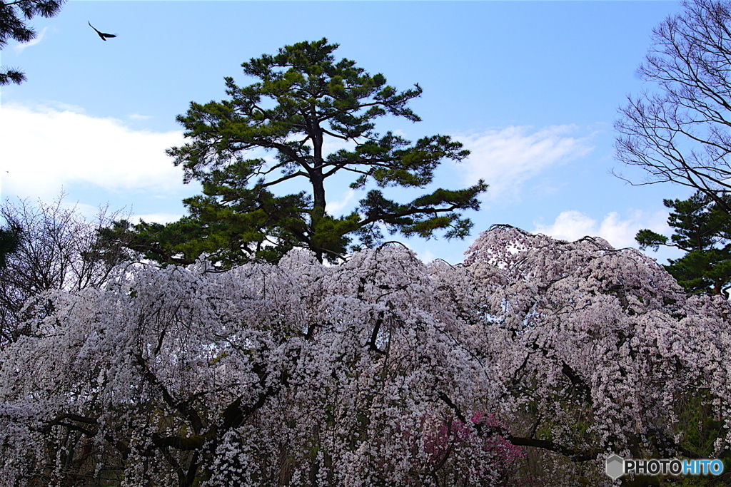枝垂れ桜