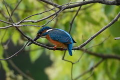 カワセミくん♂ 大阪◇吹田千里