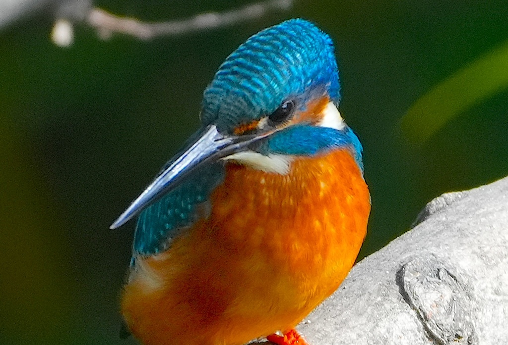 枝にカワセミくん　　　大阪／天王寺