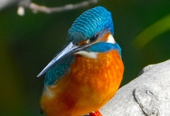 枝にカワセミくん　　　大阪／天王寺