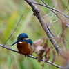 枝にカワセミくん（♂）大阪／千里