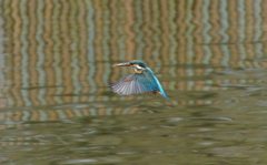 ホバリングなカワセミくん