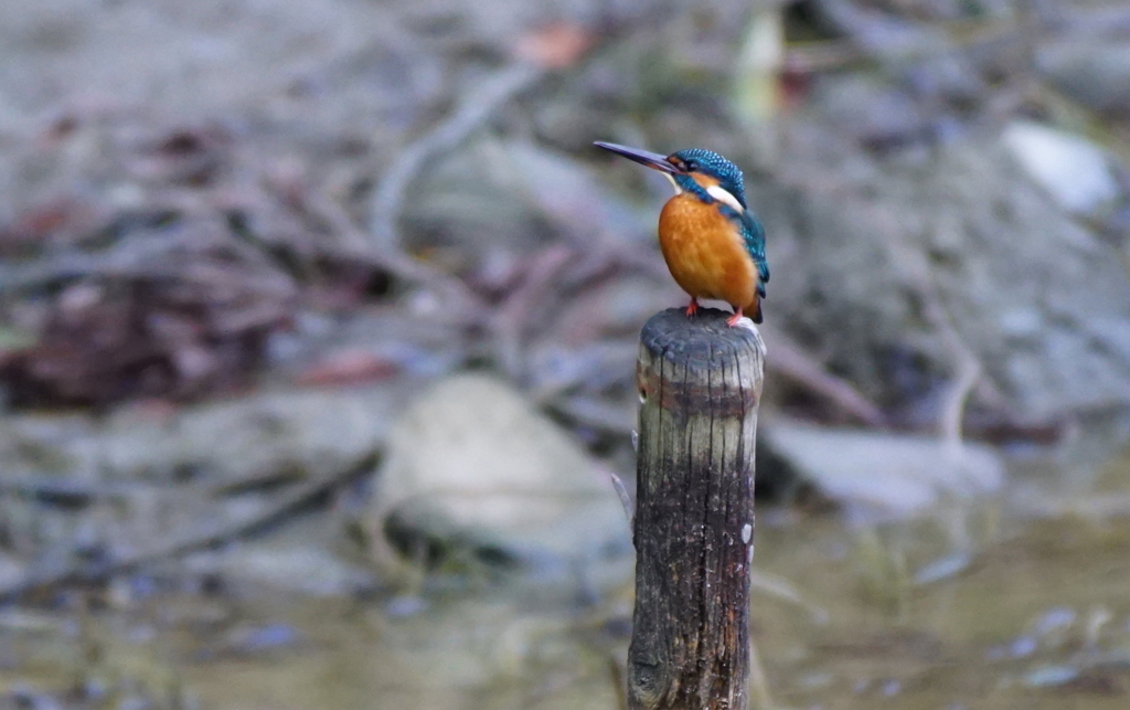 杭にカワセミちゃん