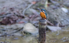 杭にカワセミちゃん