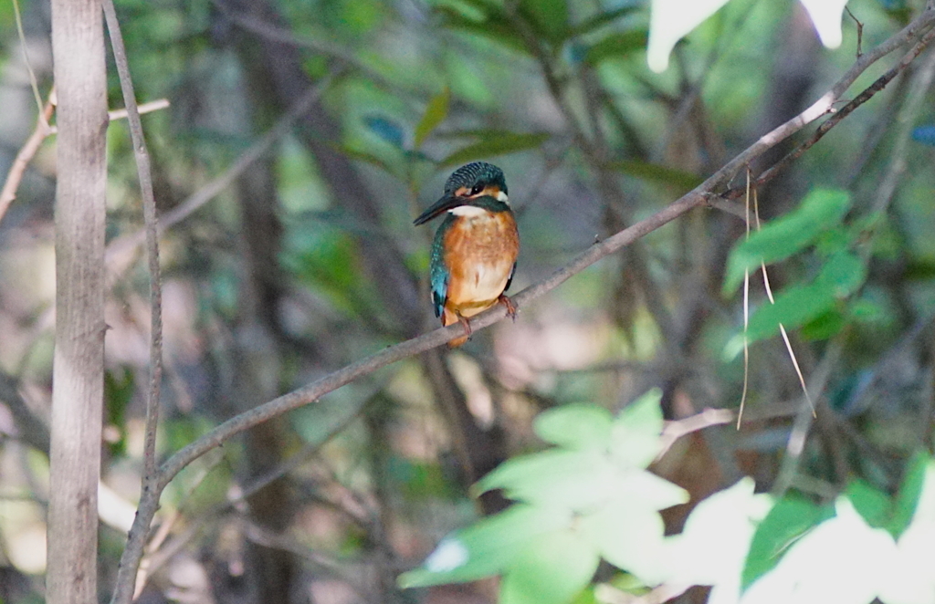 カワセミくん（大阪／堺市）