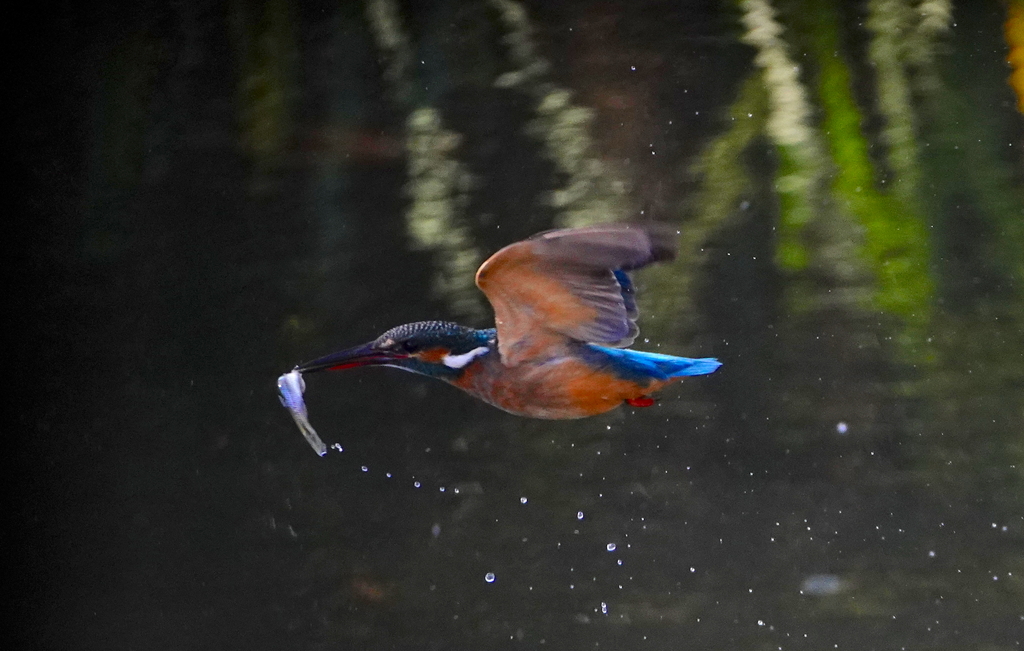 お魚ゲットなカワセミちゃん　　大阪／吹田千里
