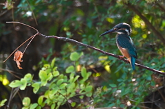 カワセミちゃん（幼鳥）　　大阪／旭区
