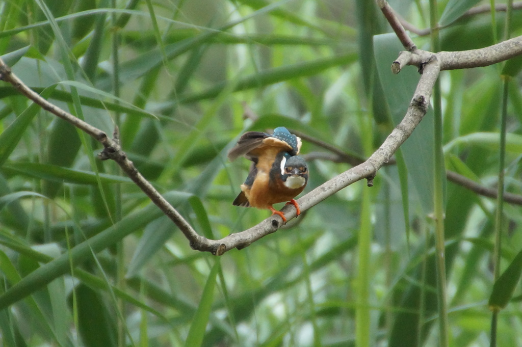カメラ目線カワセミちゃん