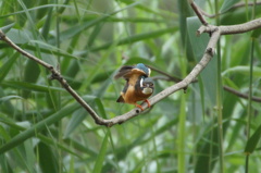 カメラ目線カワセミちゃん
