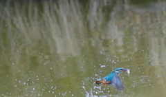 お魚ゲットだぜ