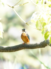 カワセミちゃん