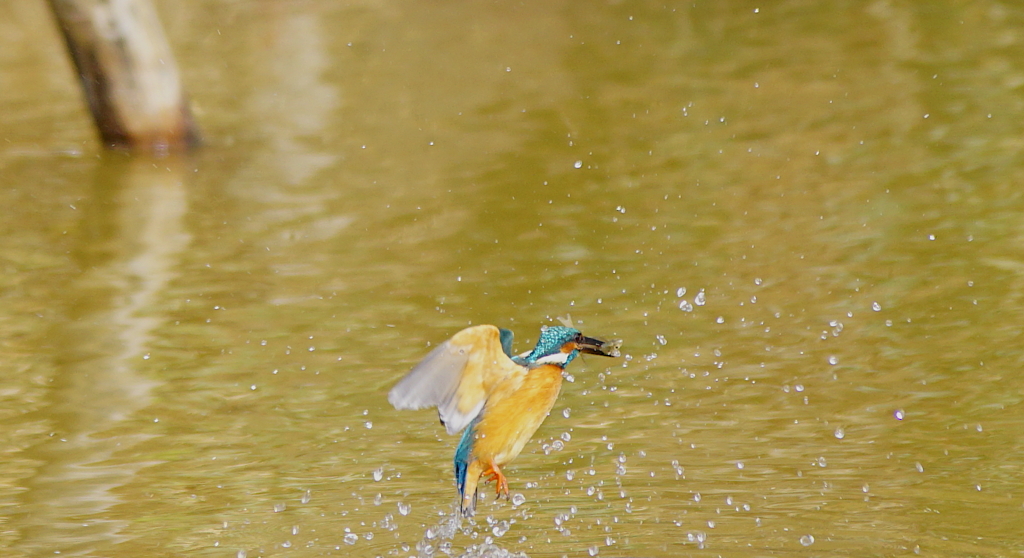 カワセミくん（大阪／城北）