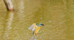 カワセミくん（大阪／城北）