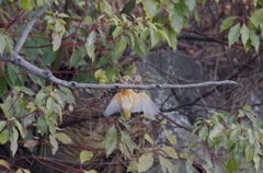 枝へ、、、カワセミちゃん