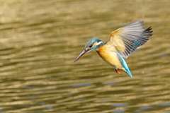 ホバリングなう