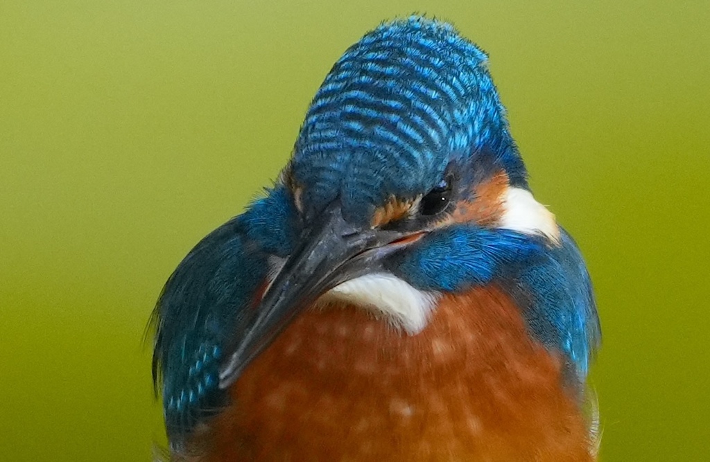 カワセミくん至近激写