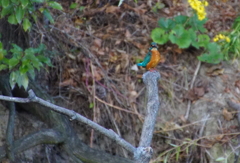 カワセミくん（大阪／城北）