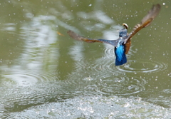 お魚ゲットなカワセミくん
