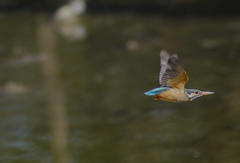 飛翔　カワセミちゃん