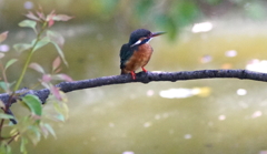 カワセミちゃん（♀）大阪／天王寺
