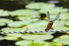 カワセミくん（大阪／千里）