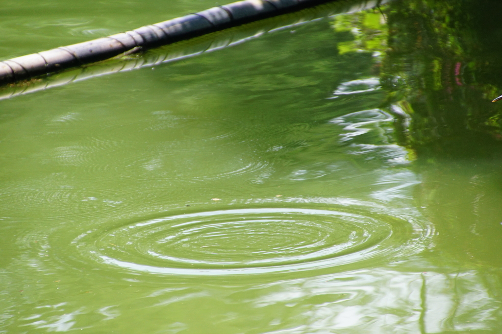 カワセミちゃん