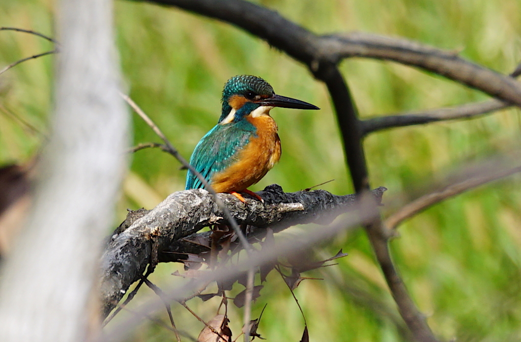 カワセミくん♂  大阪／千里