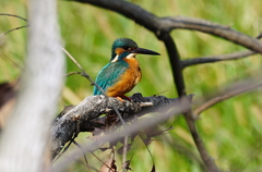 カワセミくん♂  大阪／千里