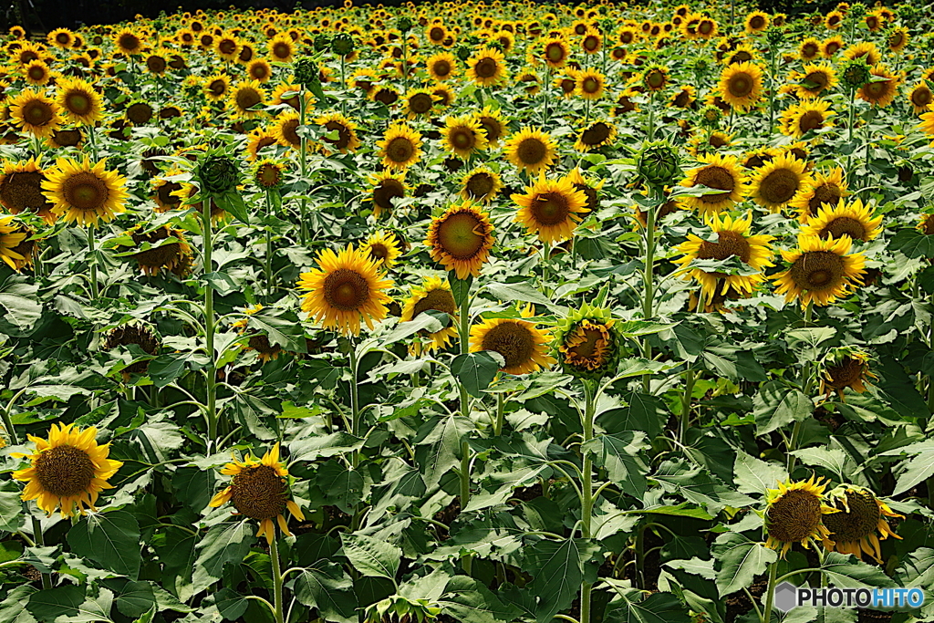 ひまわり（大阪／長居公園）
