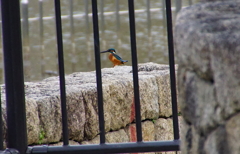 カワセミくん（大阪／城北）