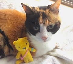 三毛猫さま&ターちゃん