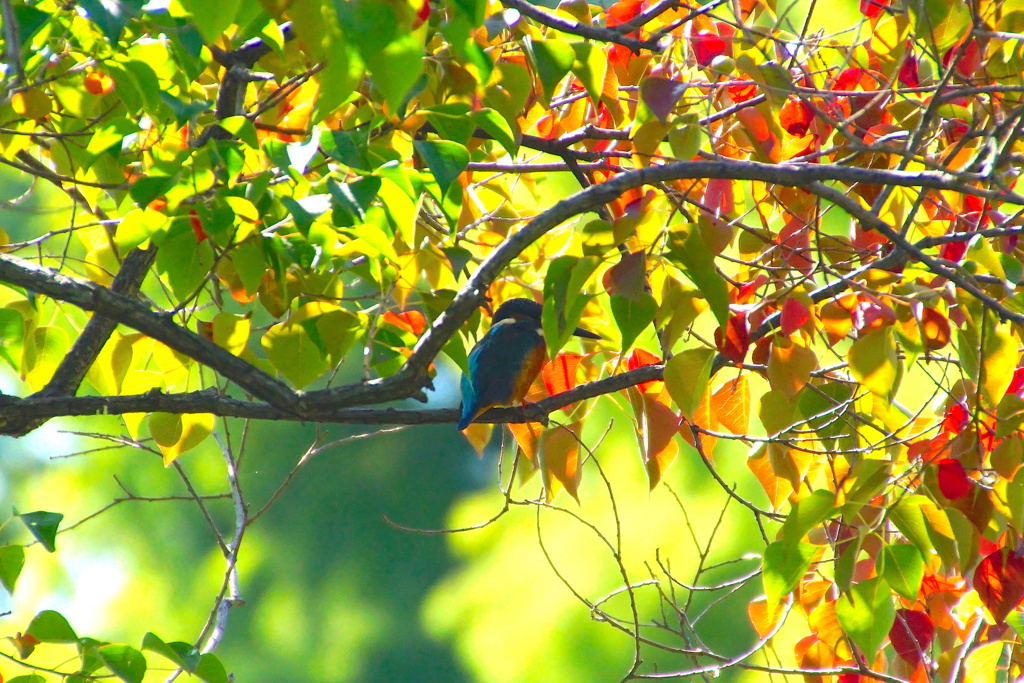 カワセミくん（大阪／千里）