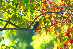 カワセミくん（大阪／千里）