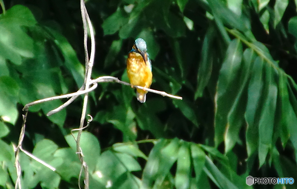 カワセミくん（大阪／茶臼山）