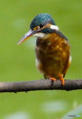 カワセミちゃん