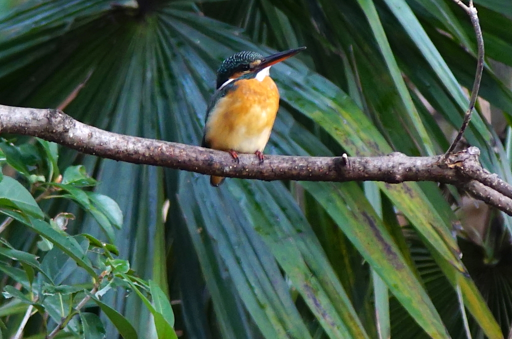 カワセミちゃん（大阪／茶臼山）