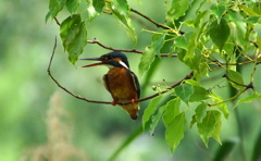 カワセミちゃん