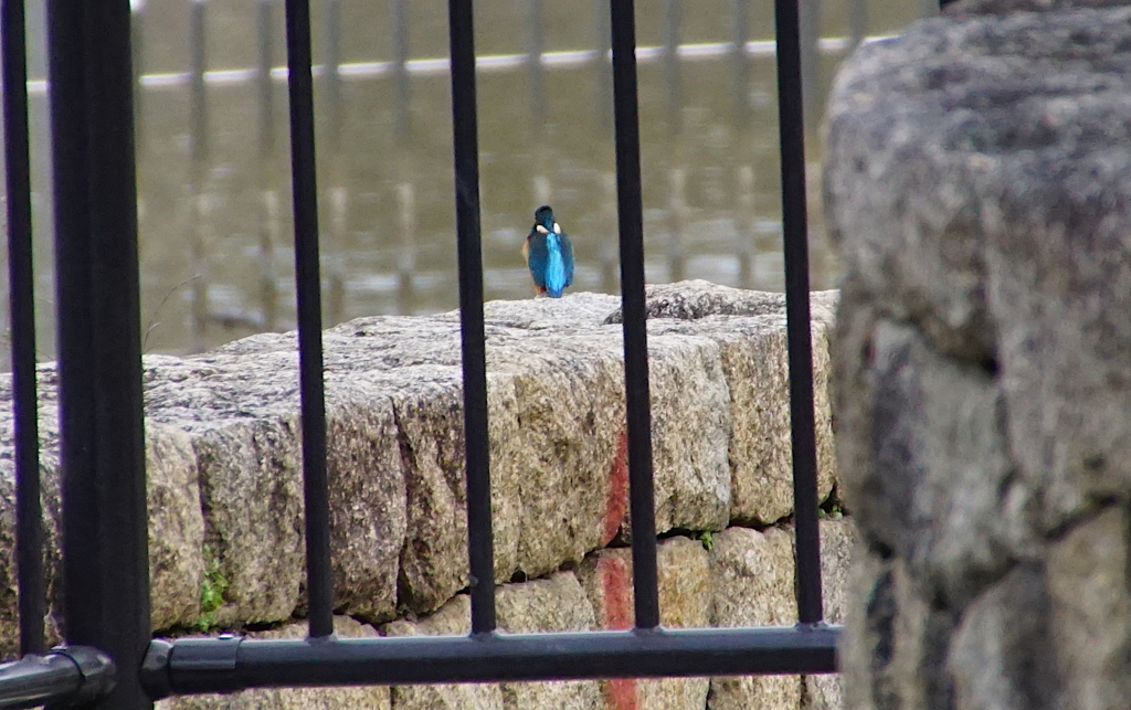 カワセミくん（大阪／城北）