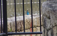 カワセミくん（大阪／城北）