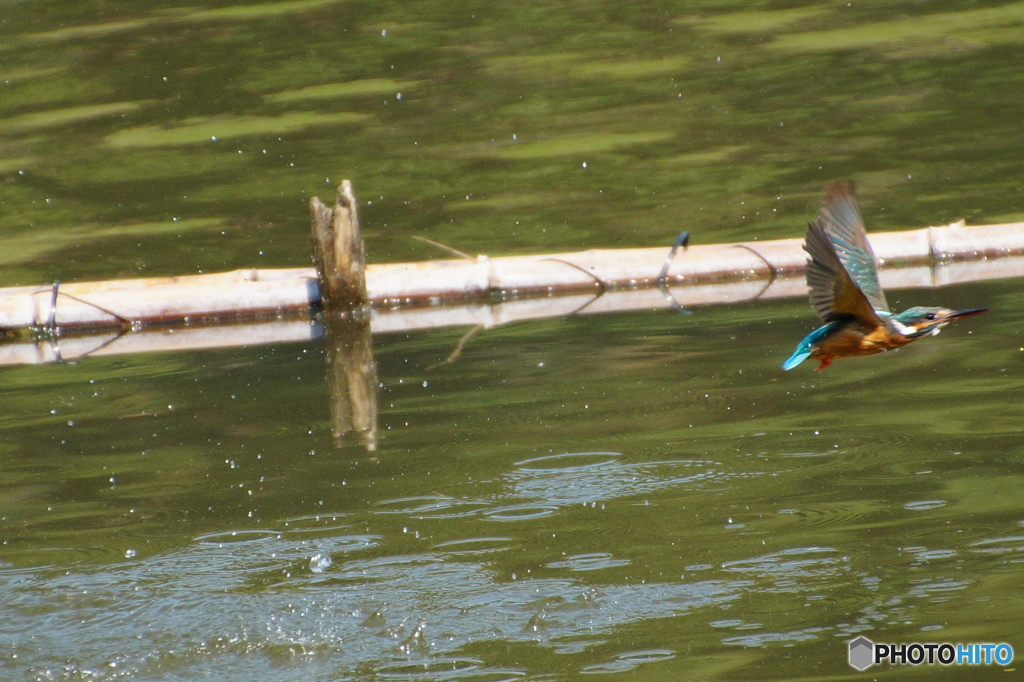 飛ぶカワセミちゃん