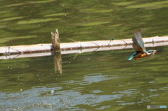 飛ぶカワセミちゃん