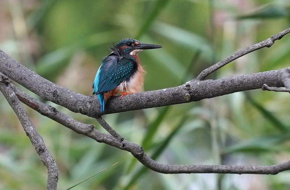 風に吹かれるカワセミくん　　大阪／吹田千里