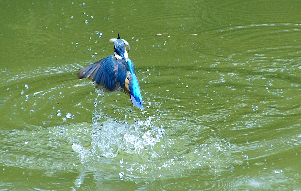 お魚くわえてカワセミくん