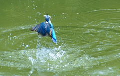 お魚くわえてカワセミくん