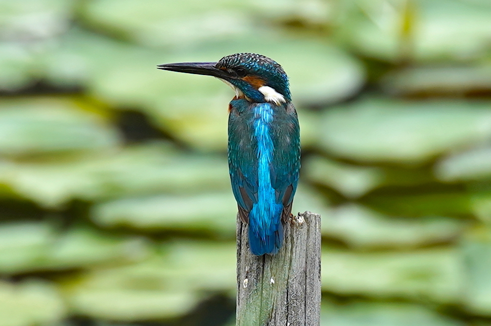 カワセミくん♂   大阪／豊中千里