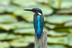 カワセミくん♂   大阪／豊中千里