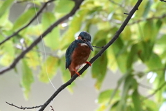 カワセミくん　大阪／豊中千里